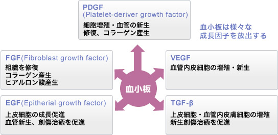 肌再生の鍵を握る成長因子
